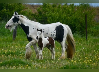 Tinker, Merrie, 6 Jaar, 132 cm, Gevlekt-paard