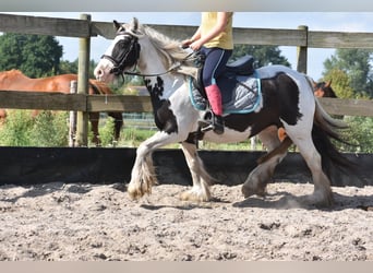 Tinker, Merrie, 6 Jaar, 135 cm, Gevlekt-paard