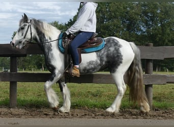 Tinker, Merrie, 6 Jaar, 135 cm, Gevlekt-paard