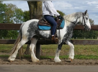 Tinker, Merrie, 6 Jaar, 135 cm, Gevlekt-paard