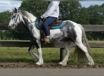 Tinker, Merrie, 6 Jaar, 135 cm, Gevlekt-paard