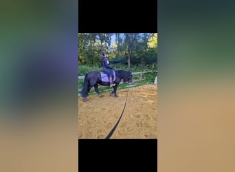 Tinker, Stute, 6 Jahre, 135 cm, Rappe