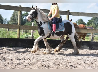 Tinker, Merrie, 6 Jaar, 136 cm, Gevlekt-paard