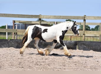 Tinker, Merrie, 6 Jaar, 136 cm, Gevlekt-paard
