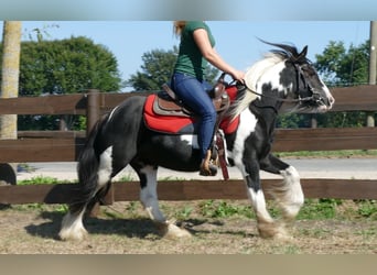 Tinker, Merrie, 6 Jaar, 139 cm, Gevlekt-paard