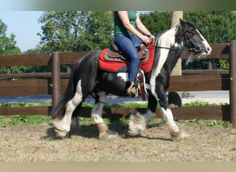 Tinker, Merrie, 6 Jaar, 139 cm, Gevlekt-paard