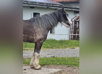 Tinker, Merrie, 6 Jaar, 140 cm, Roan-Blue