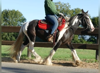 Tinker, Merrie, 6 Jaar, 143 cm, Gevlekt-paard