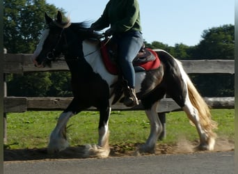 Tinker, Merrie, 6 Jaar, 143 cm, Gevlekt-paard