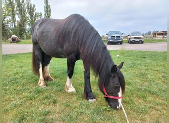 Tinker, Merrie, 6 Jaar, 150 cm, Zwart