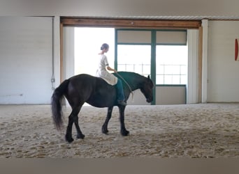 Tinker Mix, Merrie, 6 Jaar, 155 cm, Zwart