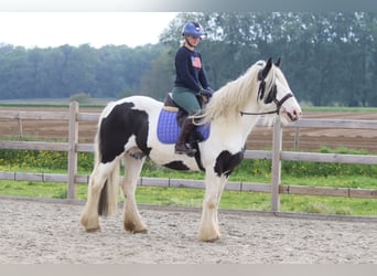 Tinker, Merrie, 6 Jaar, 160 cm, Gevlekt-paard