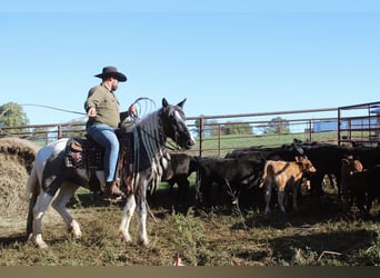 Tinker, Merrie, 6 Jaar, Roan-Blue