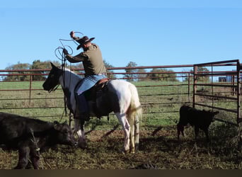 Tinker, Merrie, 6 Jaar, Roan-Blue