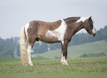 Tinker Mix, Merrie, 7 Jaar, 112 cm, Roan-Blue