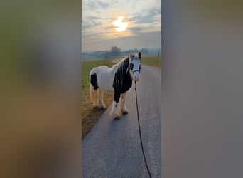 Tinker Mix, Merrie, 7 Jaar, 123 cm, Gevlekt-paard