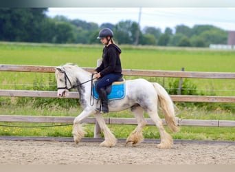 Tinker, Merrie, 7 Jaar, 124 cm, Roan-Blue