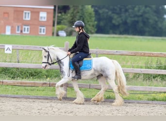 Tinker, Merrie, 7 Jaar, 124 cm, Roan-Blue