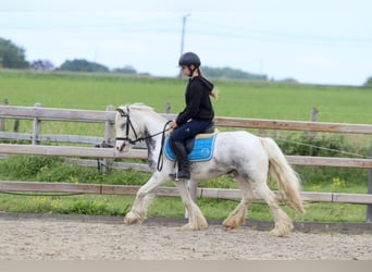 Tinker, Merrie, 7 Jaar, 124 cm, Roan-Blue
