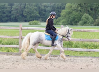 Tinker, Merrie, 7 Jaar, 124 cm, Roan-Blue