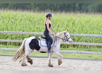 Tinker, Merrie, 7 Jaar, 125 cm, Gevlekt-paard