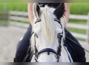 Tinker, Merrie, 7 Jaar, 125 cm, Gevlekt-paard