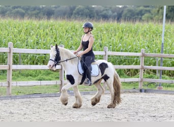 Tinker, Merrie, 7 Jaar, 125 cm, Gevlekt-paard