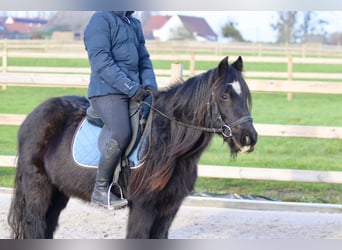 Tinker, Merrie, 7 Jaar, 126 cm, Zwart