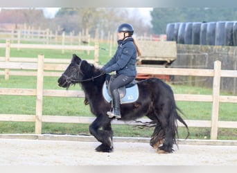 Tinker, Merrie, 7 Jaar, 126 cm, Zwart