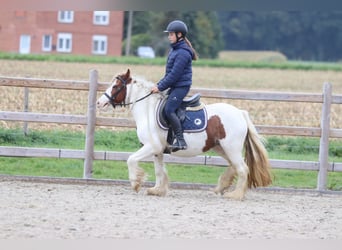 Tinker, Merrie, 7 Jaar, 127 cm, Gevlekt-paard