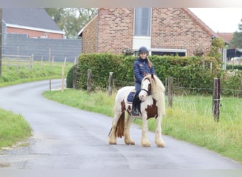 Tinker, Merrie, 7 Jaar, 127 cm, Gevlekt-paard