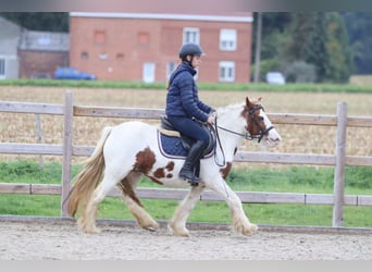 Tinker, Merrie, 7 Jaar, 127 cm, Gevlekt-paard