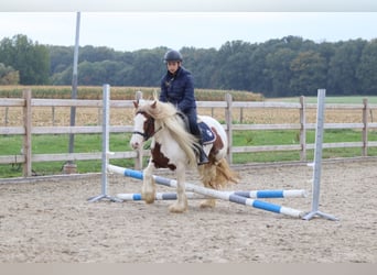 Tinker, Merrie, 7 Jaar, 127 cm, Gevlekt-paard