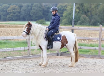 Tinker, Merrie, 7 Jaar, 127 cm, Gevlekt-paard