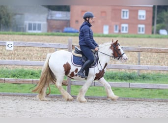 Tinker, Merrie, 7 Jaar, 127 cm, Gevlekt-paard