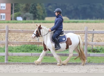 Tinker, Merrie, 7 Jaar, 127 cm, Gevlekt-paard
