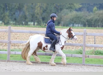 Tinker, Merrie, 7 Jaar, 127 cm, Gevlekt-paard