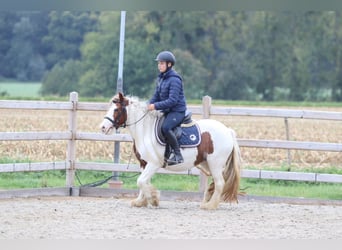 Tinker, Merrie, 7 Jaar, 127 cm, Gevlekt-paard