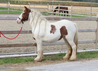 Tinker, Merrie, 7 Jaar, 127 cm, Gevlekt-paard