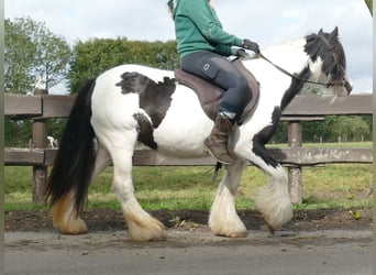 Tinker, Merrie, 7 Jaar, 128 cm, Gevlekt-paard