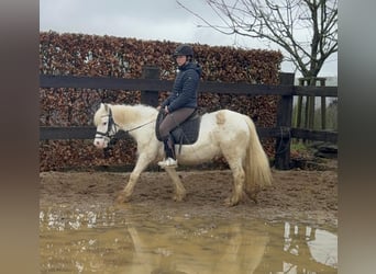 Tinker, Merrie, 7 Jaar, 128 cm