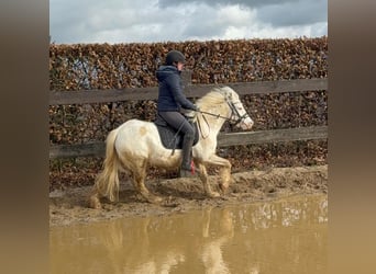 Tinker, Merrie, 7 Jaar, 128 cm