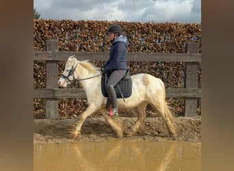 Tinker, Merrie, 7 Jaar, 128 cm