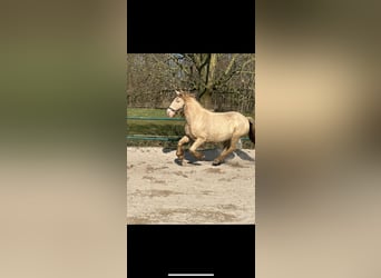 Tinker, Merrie, 7 Jaar, 128 cm