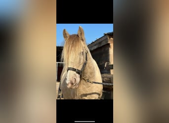 Tinker, Merrie, 7 Jaar, 128 cm