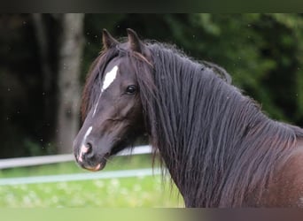 Tinker Mix, Merrie, 7 Jaar, 128 cm, Zwart