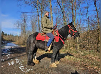 Tinker, Merrie, 7 Jaar, 128 cm, Zwart