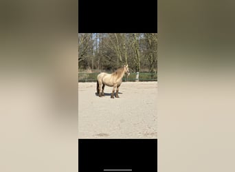 Tinker, Merrie, 7 Jaar, 129 cm, Champagne