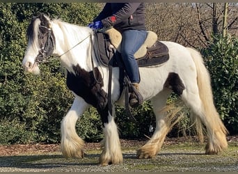 Tinker, Merrie, 7 Jaar, 130 cm, Gevlekt-paard