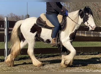 Tinker, Merrie, 7 Jaar, 130 cm, Gevlekt-paard